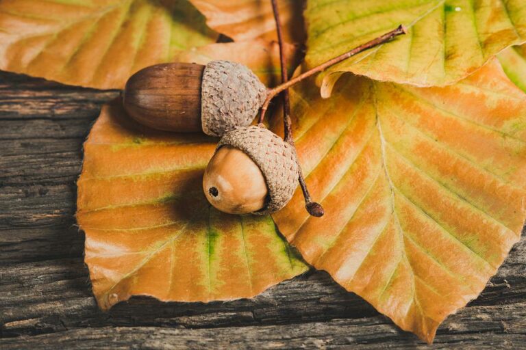 Träume über Eicheln – Bedeutung und Symbolik