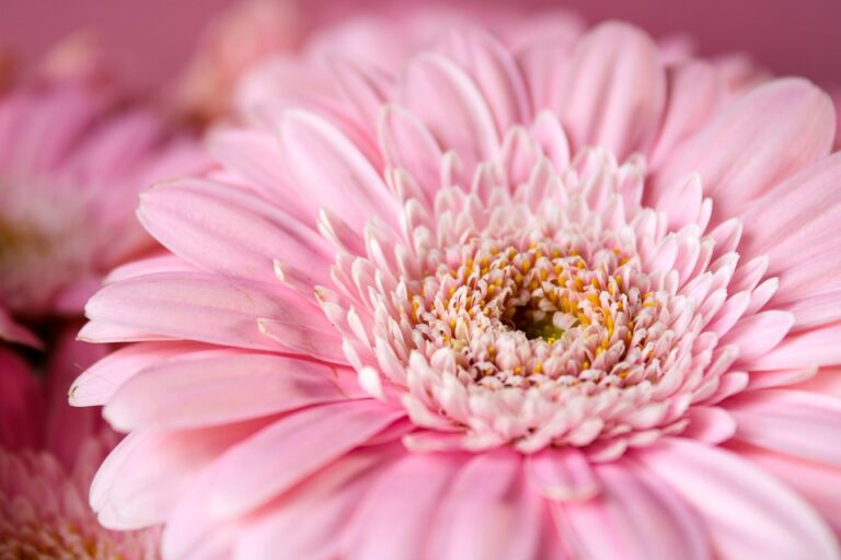 Gerbera-Gänseblümchen im Traum – Bedeutung und Symbolik