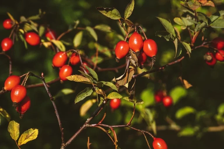 Träume über Hagebutte – Bedeutung und Symbolik