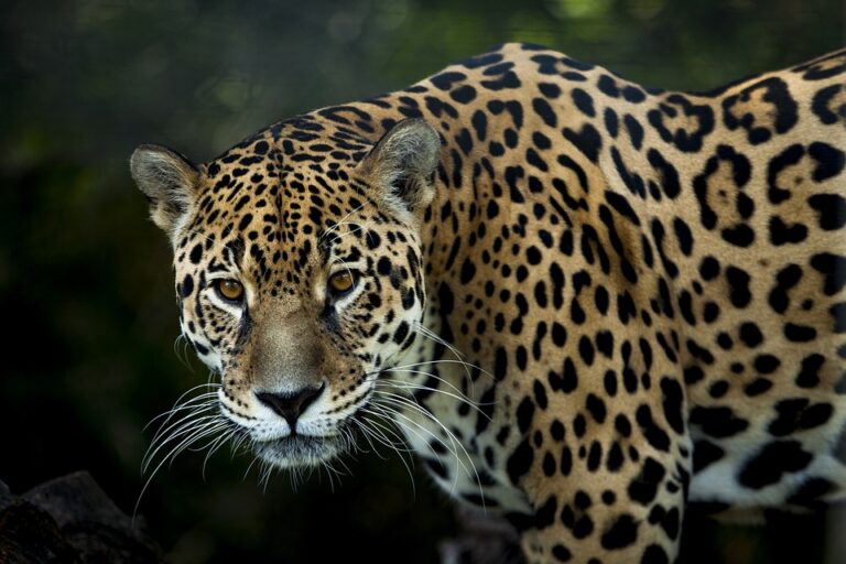 Jaguar – Traumbedeutung und Symbolik