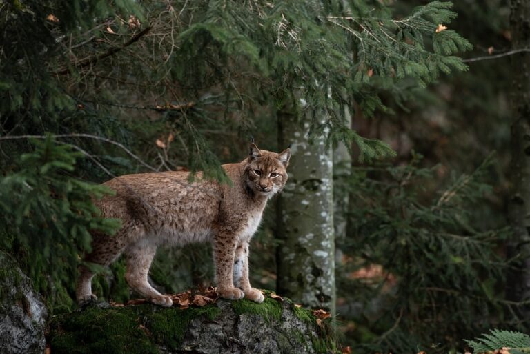 Traumdeutung von Luchs