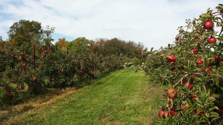 Obstgarten – Traumdeutung und Interpretation