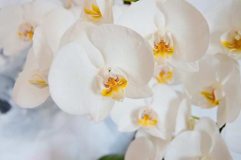 Orchidee – Traumdeutung und Symbolik