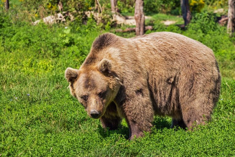 Bär – Was bedeutet es, von Bären zu träumen?