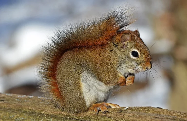 Eichhörnchen im Traum – Bedeutung und Symbolik