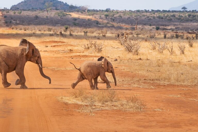 Elefant im Traum – Bedeutung und Erklärung