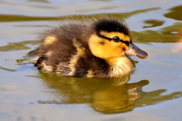 Bedeutung einer Ente im Traum