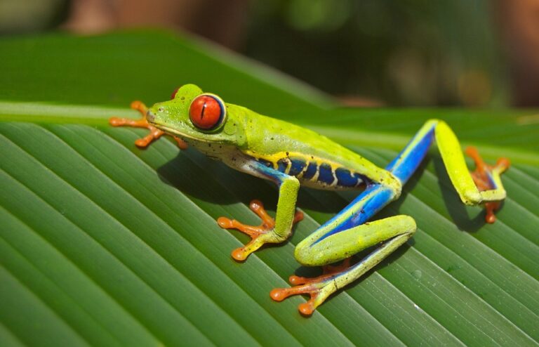 Frosch im Traum – Bedeutung und Erklärung