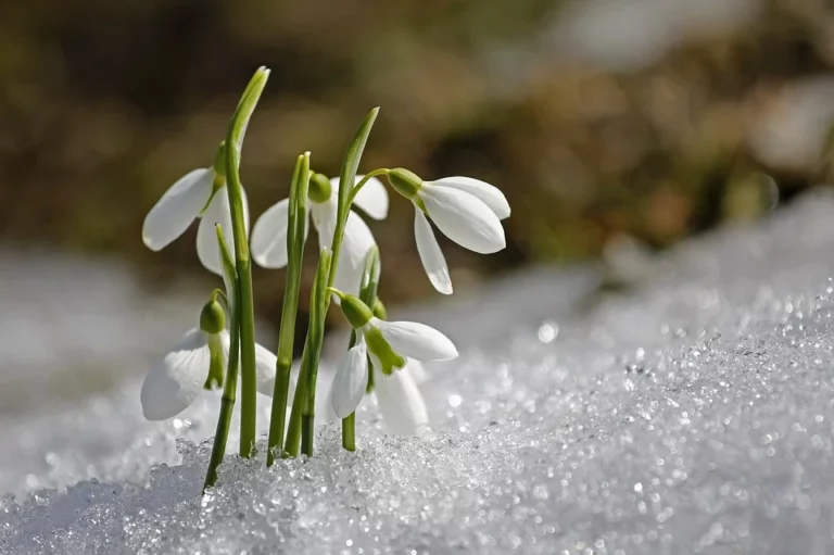 Träume von Galanthus oder Schneeglöckchen – Bedeutung und Symbolik