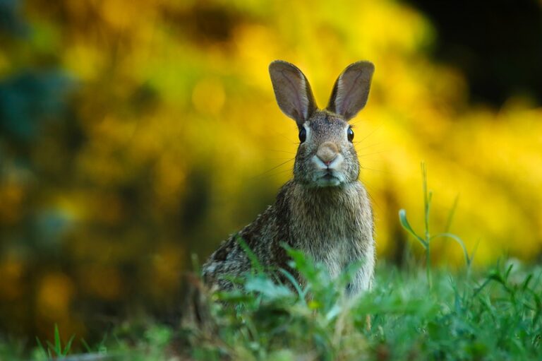 Hase im Traum – Bedeutung und Symbolik