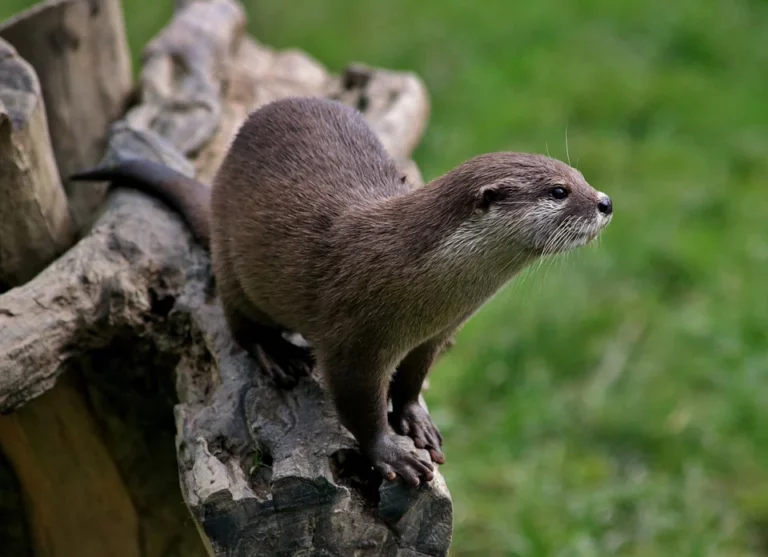 Bedeutung des Otters in einem Traum