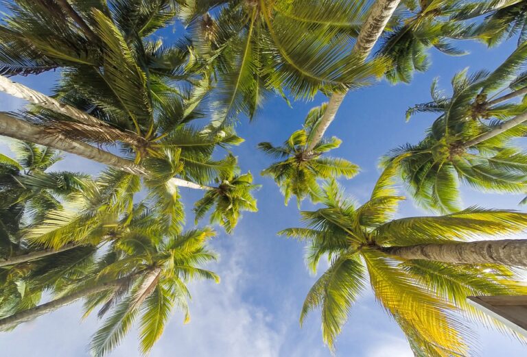 Bedeutung der Palme im Traum