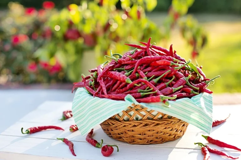 Was bedeutet es, von Paprika (Chilischoten) zu träumen?