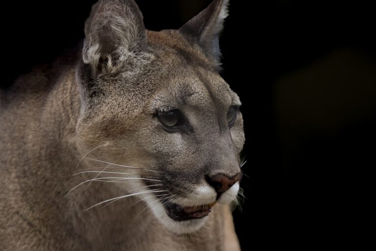 Bedeutung von Cougar oder Puma im Traum