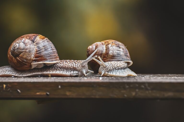 Träume von Schnecken – Bedeutung und Symbolik