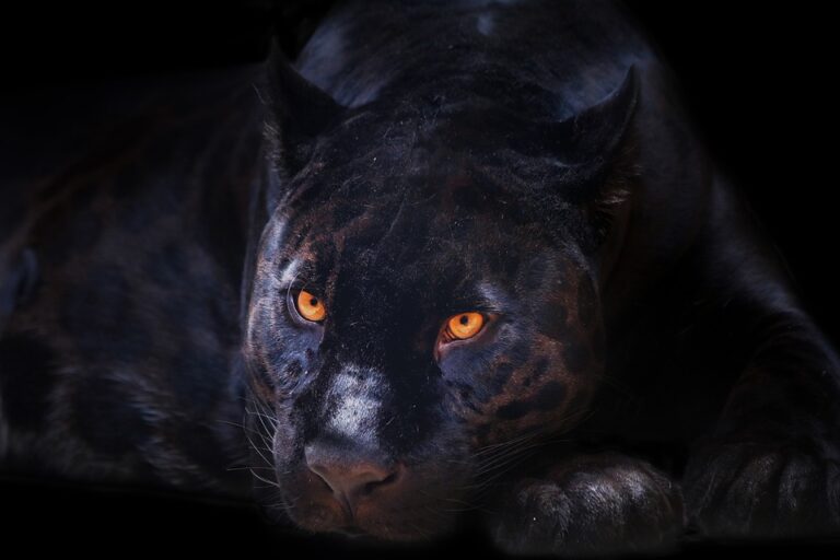 Schwarzer Panther – Traumdeutung und Symbolik