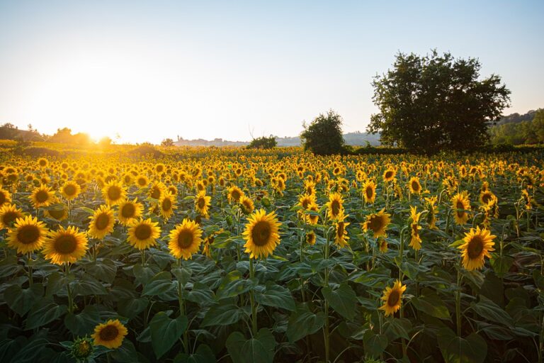 Sonnenblume – Traumdeutung und Interpretation