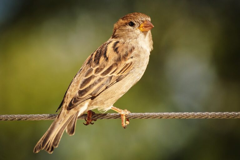 Was bedeutet es, von einem Spatz zu träumen?