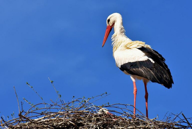 Was bedeutet es, von einem Storch zu träumen?