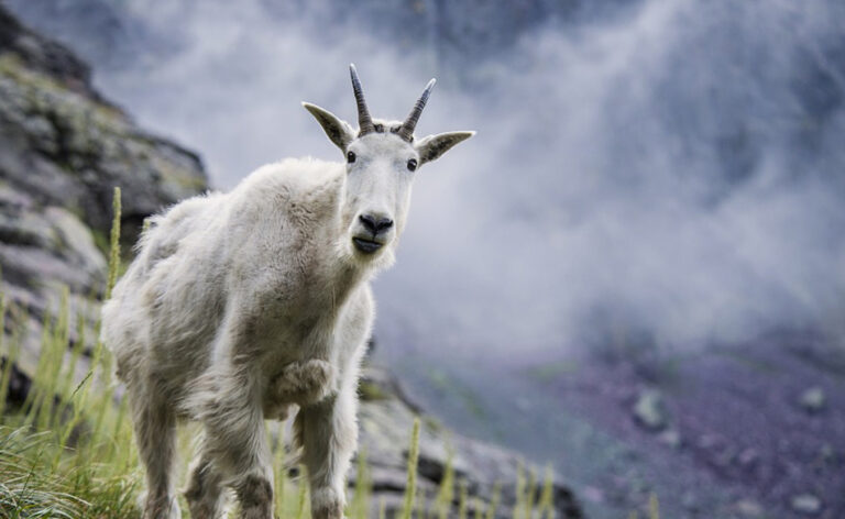 Was bedeutet es, von einem Steinbock zu träumen?