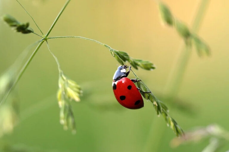 Marienkäfer – Traumdeutung und Interpretation