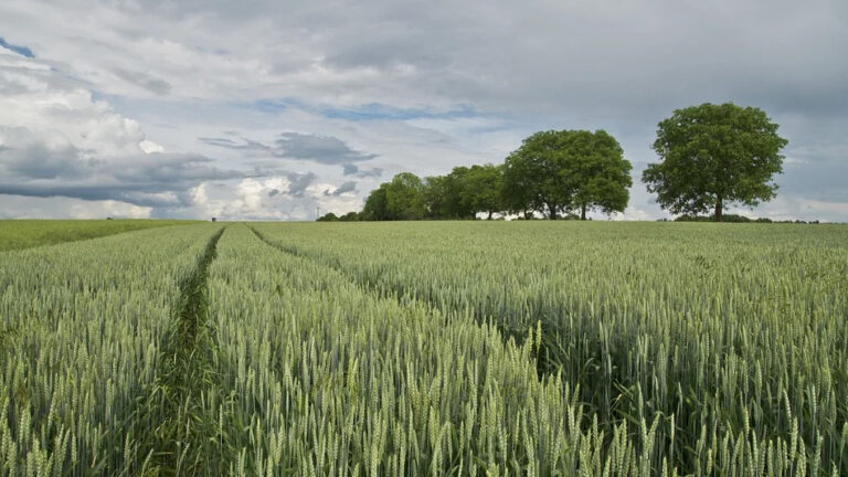 Müllhaufen im Traum – Bedeutung und Symbolik