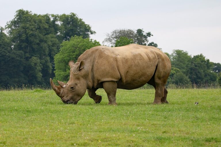 Nashorn – Was bedeutet es, von einem Nashorn zu träumen?