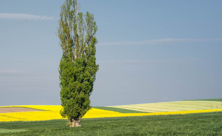 Was bedeutet es, von einer Pappel zu träumen?