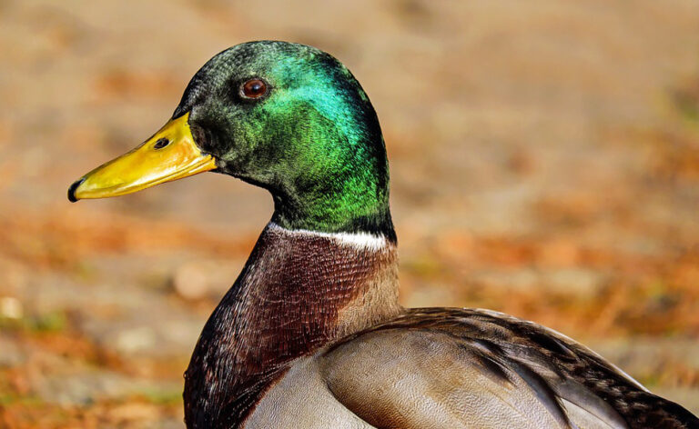 Stockenten – Traumdeutung und Symbolik