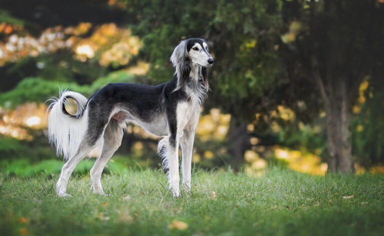 Vom Windhund träumen – Bedeutung und Symbolik