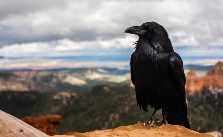 Vom Amsel träumen – Bedeutung und Symbolik