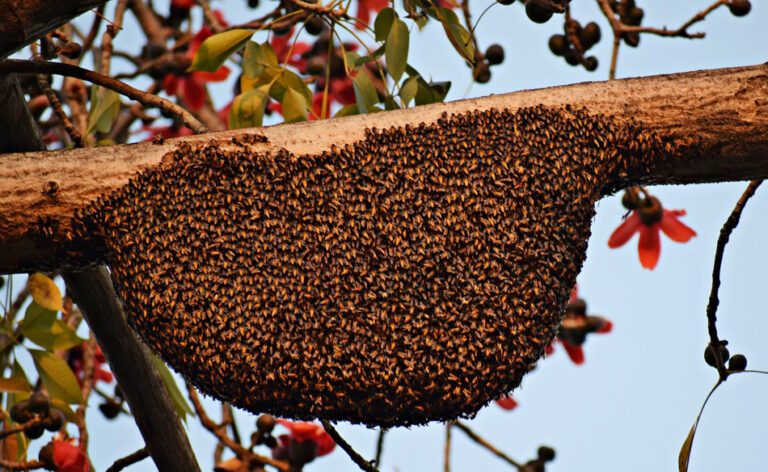 Was bedeutet es, von einem Bienenstock zu träumen?