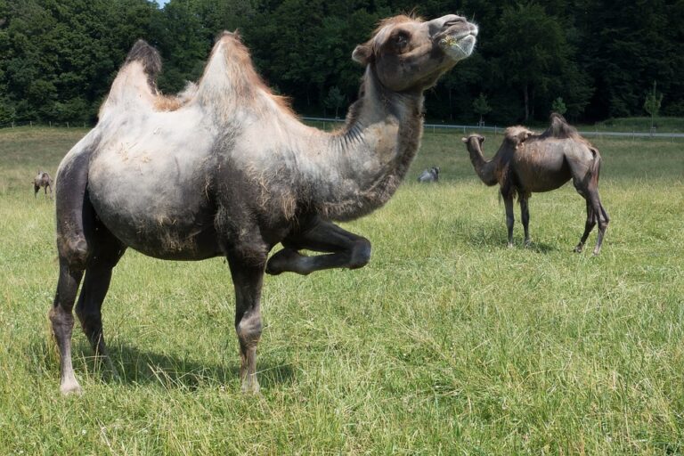 Von einem Buckligen träumen – Bedeutung und Symbolik