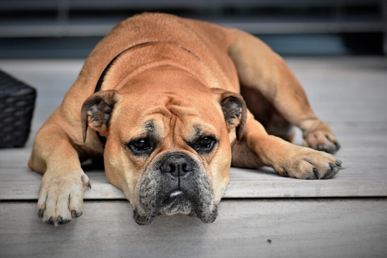 Von einem Bulldog zu träumen – Bedeutung und Symbolik