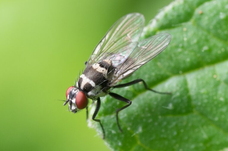 Fliegen – was bedeutet es, von Fliegen zu träumen?