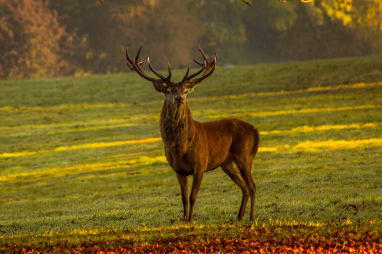 Hirsch – Traumdeutung und Symbolik