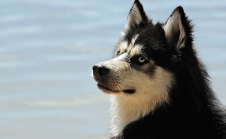 Von einem Husky träumen – Bedeutung und Symbolik