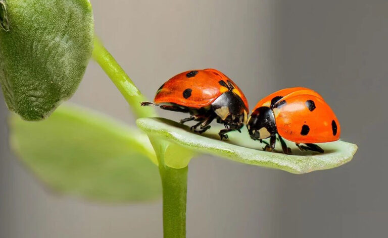 Insekten im Traum – Bedeutung und Symbolik