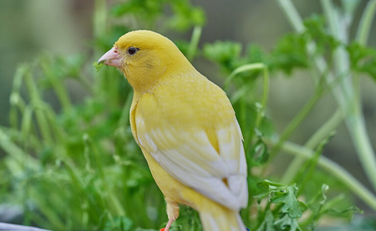 Kanarienvogel im Traum – Bedeutung und Symbolik