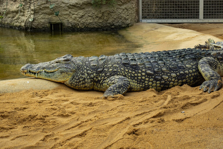 Vom Krokodil träumen – Bedeutung und Erklärung