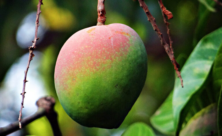 Mango – Traumdeutung und Symbolik