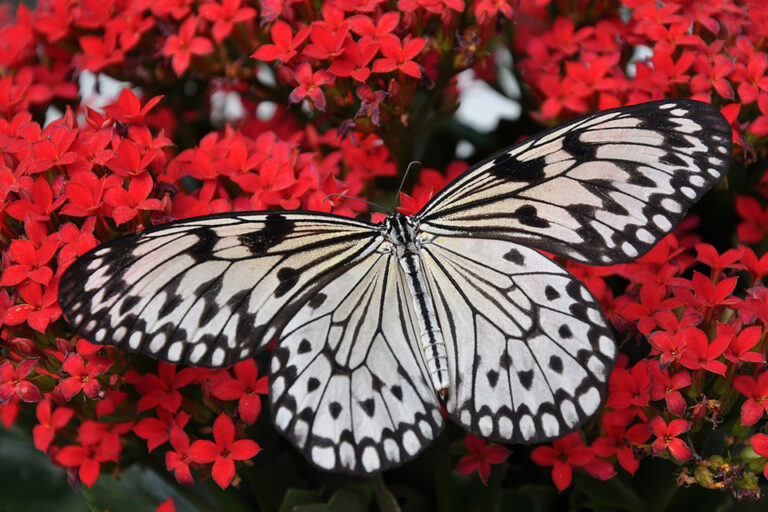 Schmetterling im Traum – Bedeutung und Symbolik