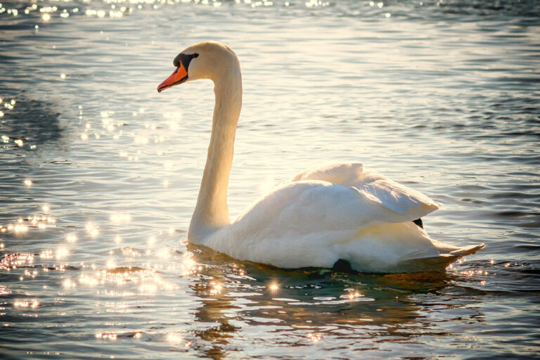 Schwan im Traum – Bedeutung und Symbolik