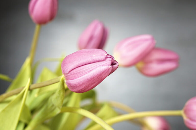 Tulpen – Traumdeutung und Erklärung