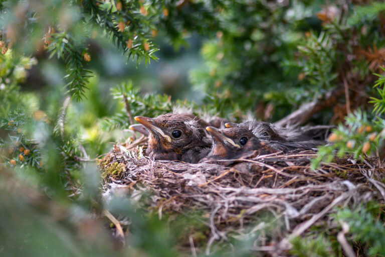 Was bedeutet es, von einem Vogelnest zu träumen?