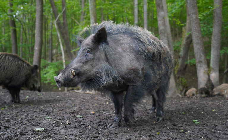 Von Wildschweinen träumen – Bedeutung und Symbolik